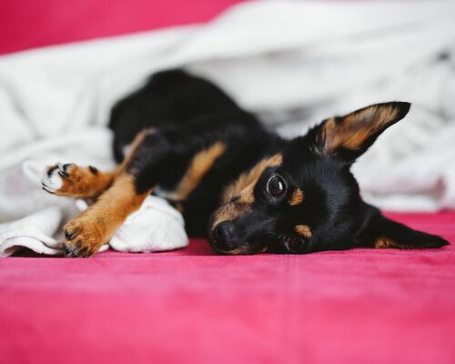 dog-pet-animal-cute